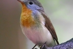 Red-breasted Flycatcher