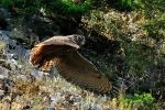 eagle-owl-photo-emanuel-lisichanets