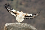 egyptian-vulture-photo-emanuel-lisichanets