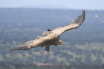 griffon-vulture-photo-stanislav-harvancik