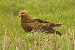 lesser-spotted-eagle-photo-roland-jansen