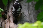 middle-spotted-woodpecker