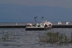 pelicans-on-large-prespa-lake