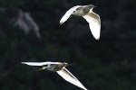 squacco-heron-photo-emanuel-lisichanets