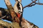 syrian-woodpecker