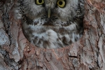 Tengmalm´s Owl