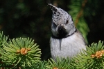 crested-tit