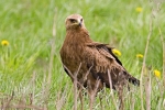 lesser-spotted-eagle-photo-roland-jansen