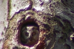 tengmalms-owl