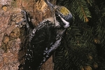 three-toed-woodpecker-photo-stanislav-harvancik