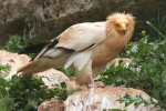 Egyptian Vulture, photo Stanislav Harvančík