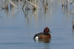 Ferruginous Duck, photo Miloš Balla