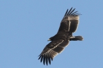 Greater Spotted Eagle, photo Stanislav Harvančík
