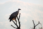 Griffon Vulture, photo Emil Lisichanets