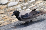 Hooded Crow, Austria