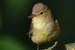 Icterine Warbler, Czech Republic