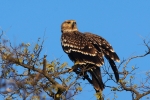 Lesser Spotted Eagle, photo Miloš Balla