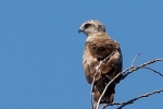 Short-toed Eagle, photo Miloš Balla
