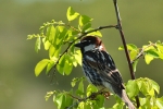 Spanish Sparrow, Macedonia