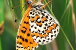 Lesser Spotted Fritillary