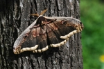 Giant Peacock Moth, Czech Republic