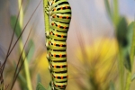 Swallowtail larva, Macedonia