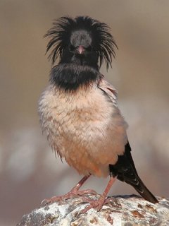 rosy-starling-photo-stanislav-harvancik