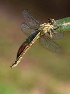 River Clubtail (Gomphus flavipes)