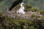 Black Stork, Slovakia, Stanislav Harvančík