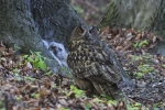 Eagle Owl, Slovakia, Stanislav Harvančík