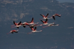 Greater Flamingo, Spain, Stanislav Harvančík