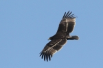 Greater Spotted Eagle, India, Stanislav Harvančík