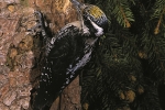 Three-toed Woodpecker, Slovakia, Stanislav Harvančík