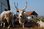 Hungarian Long-horned cattle
