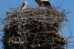 White Storks are common in Hungary