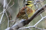 Cirl Bunting is common in winter