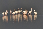 1000-7000 Flamingoes overwinter