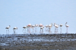 Flamingoes can be seen from the road