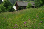 Meadow in Gorce Mts.